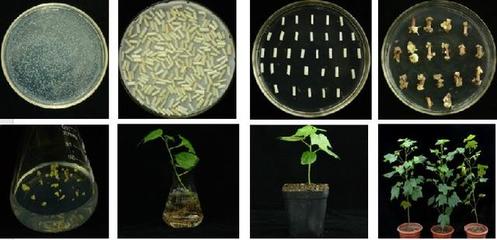 棉籽蛋白深加工與營養(yǎng)特性探究 聚焦棉籽蛋白胨在生物科技研發(fā)中的應(yīng)用與氨基酸短板